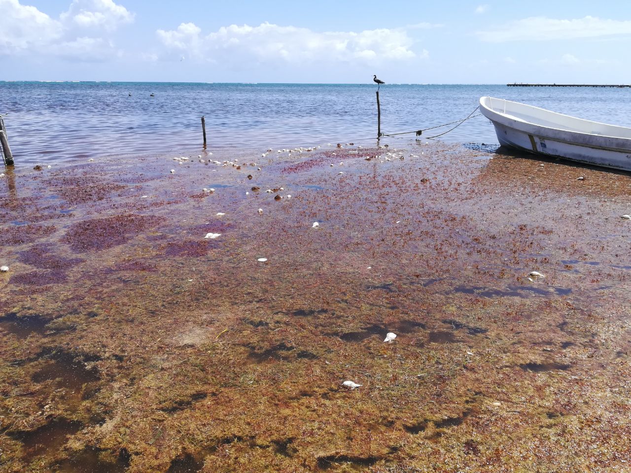 Sargazo azota a las costas de Xcalak, mueren especies marinas