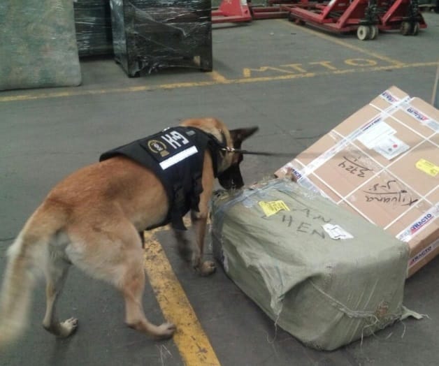 Venían A Chetumal Más De 200 Kilos De Mota