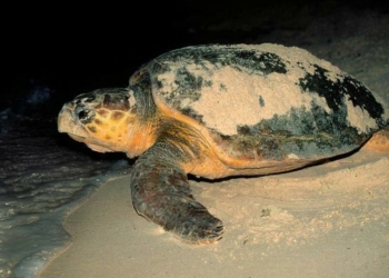 Costas de Q. Roo esperan conglomerada anidación de tortugas marinas