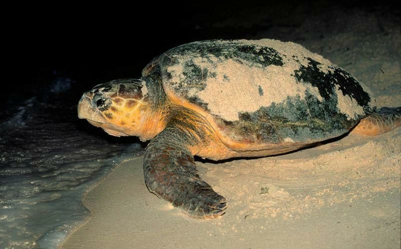 Costas de Q. Roo esperan conglomerada anidación de tortugas marinas