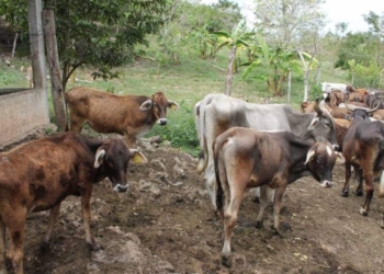 Pérdidas en el sector agropecuario reducirán por encima del 70% en esta temporada de sequía