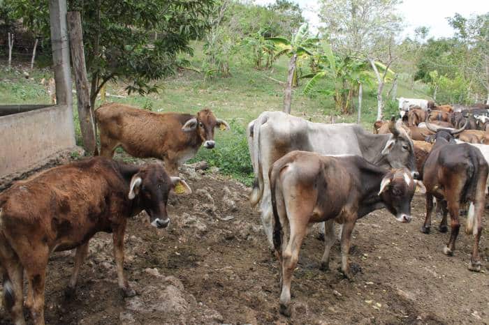 Pérdidas en el sector agropecuario reducirán por encima del 70% en esta temporada de sequía