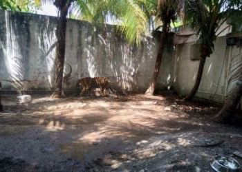 La Profepa Asegura Un Tigre De Bengala Y Un Mono Araña De Casa En Chetumal