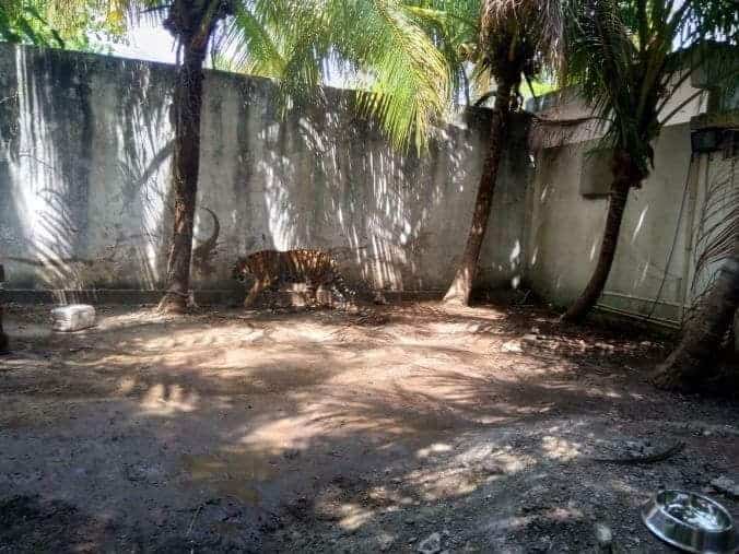 La Profepa Asegura Un Tigre De Bengala Y Un Mono Araña De Casa En Chetumal