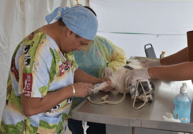 Invita Clínica de atención canina en FCP aplicar vacunas antirrábicas a mascotas