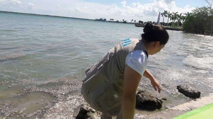 Analizan misteriosos sedimentos de la Bahía de Chetumal para determinar su origen