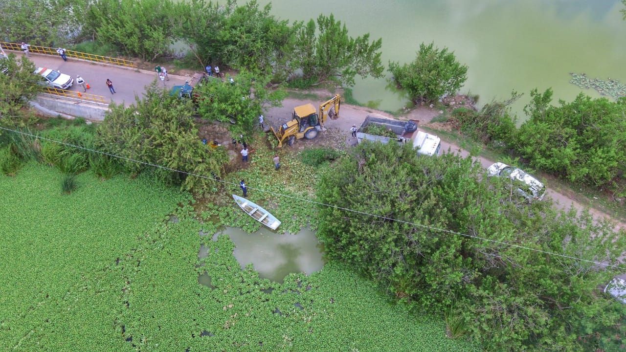 Lechuguilla, amenaza flora y fauna de la sabana de Chetumal