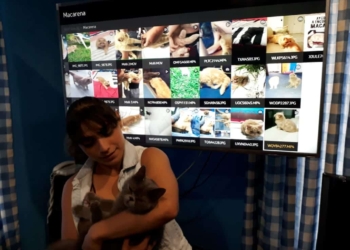 Lagunas legales impiden recuperar mascotas perdidas