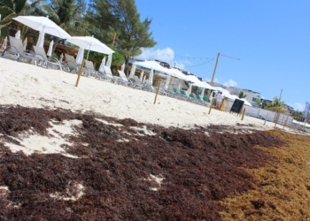 Peligran clubs de playa por excesivo recalón de sargazo