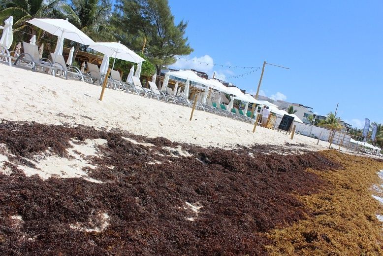 Peligran clubs de playa por excesivo recalón de sargazo