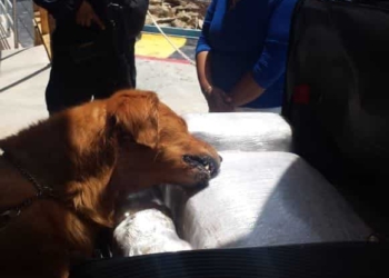 Asegura la Policía Federal 43 kilogramos de presunta marihuana en Playa del Carmen