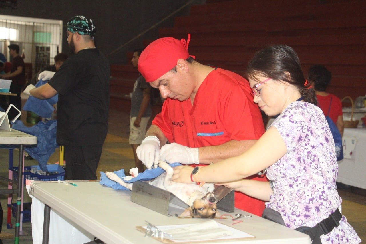 Exigen a próximas autoridades asumir compromiso en cuanto a protección animal