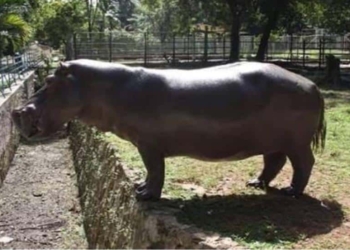 Zoológico Payo Obispo tiene nuevo inquilino, un hipopótamo