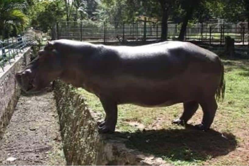 Zoológico Payo Obispo tiene nuevo inquilino, un hipopótamo