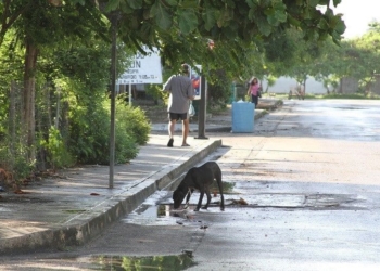 Salen a la luz ‘actos de crueldad’ contra mascotas en Playa del Carmen
