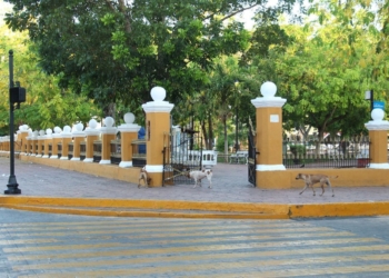 Fauna callejera, añejo dolor de cabeza del gobierno vallisoletano