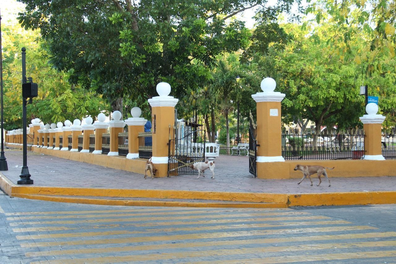 Fauna callejera, añejo dolor de cabeza del gobierno vallisoletano