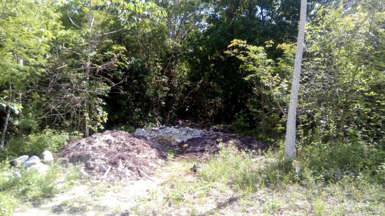 Tiran sargazo en lotes baldíos, culpan a Servicios Públicos