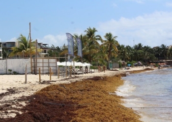 Refuerzan acciones contra recale de sargazo