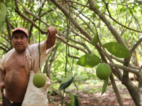 Aumenta la producción de los cítricos en el municipio de JMM