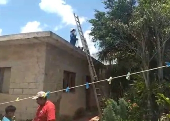 Tremendo susto por abejas africanizadas