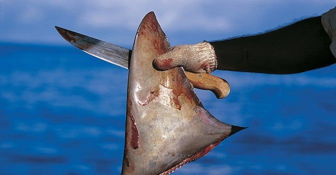 Investigan posible comercialización de la aleta de tiburón en costas de Mahahual