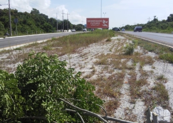 Denuncian en redes sociales tala de árboles en el tramo carretero Puerto Morelos-Playa del Carmen