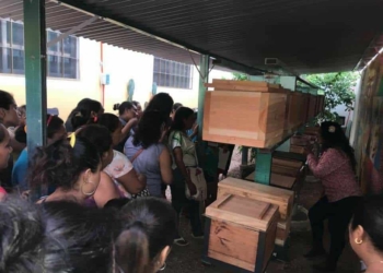 Importante preservar la meliponicultura entre el pueblo Maya