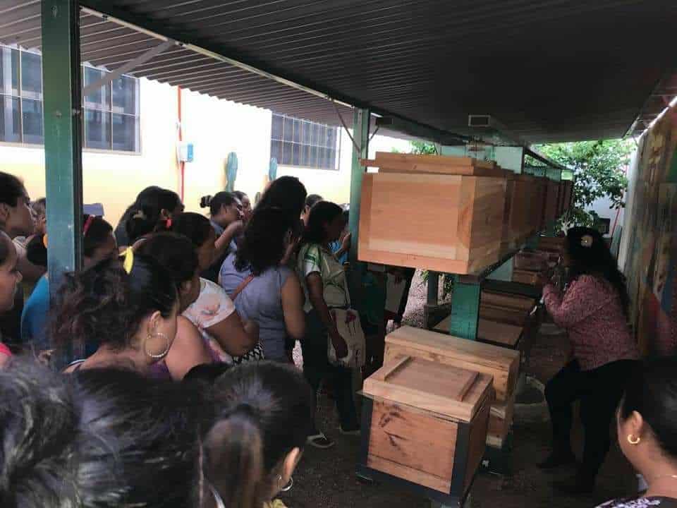 Importante preservar la meliponicultura entre el pueblo Maya