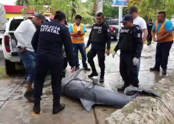 Encuentran cadáver de delfín en la Bahía de Chetumal