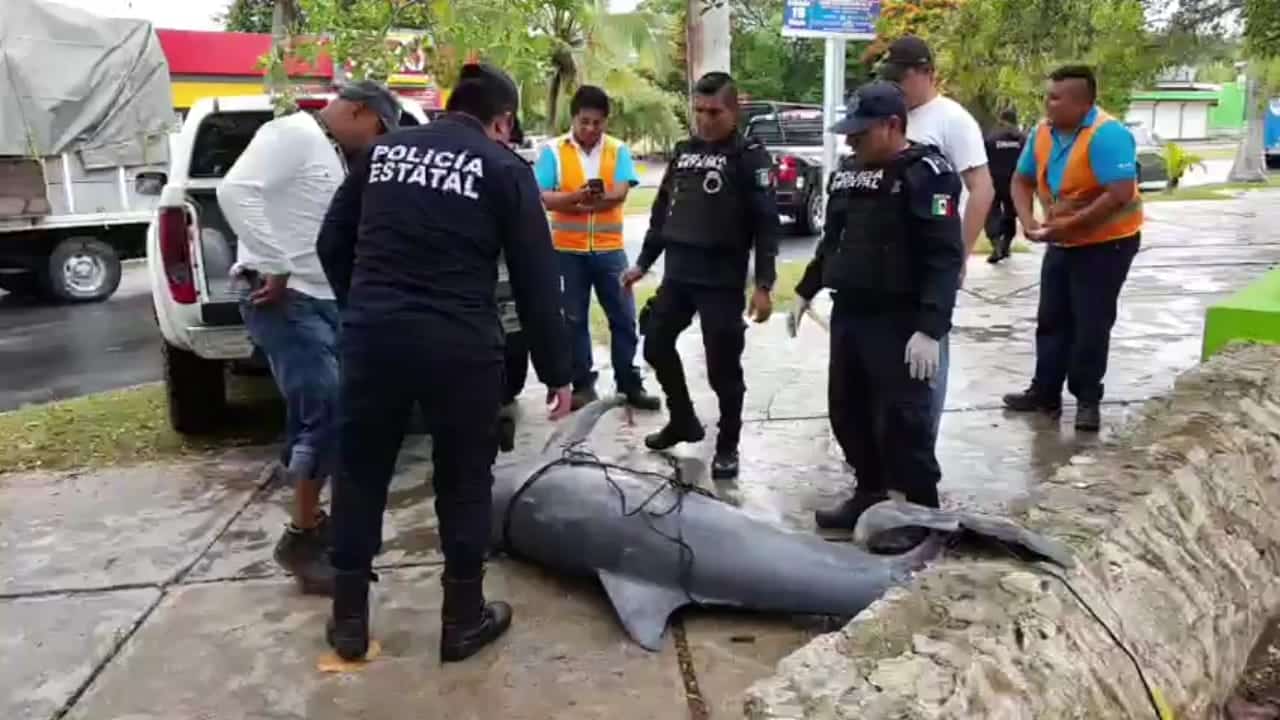 Encuentran cadáver de delfín en la Bahía de Chetumal