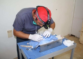 En marcha programa piloto de esterilización canina y felina