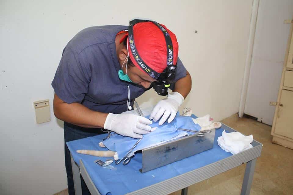 En marcha programa piloto de esterilización canina y felina