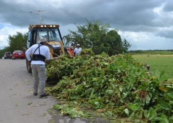 Preparan segunda etapa de combate a lechuguilla en la sabana de Chetumal
