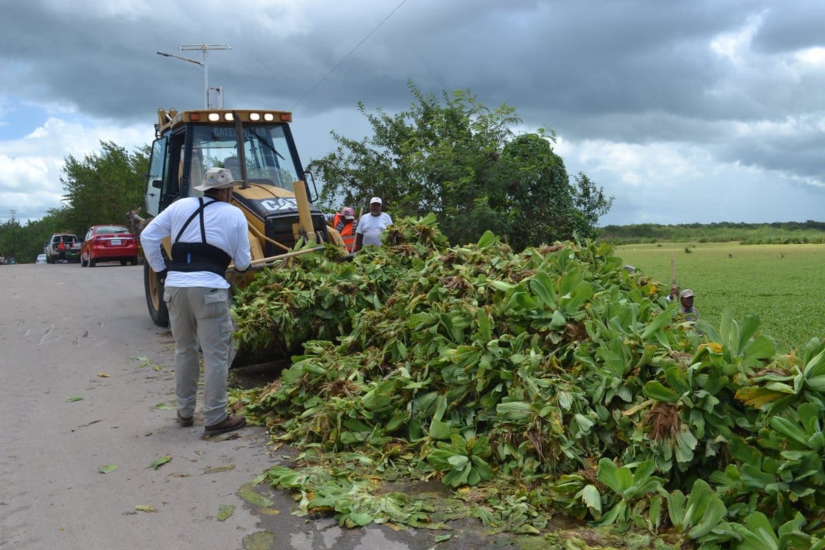 Preparan segunda etapa de combate a lechuguilla en la sabana de Chetumal