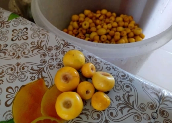 Nance una fruta de sabor y aroma  incomparable