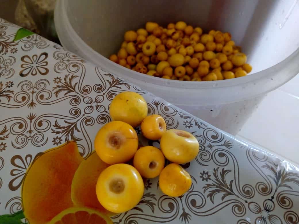 Nance una fruta de sabor y aroma  incomparable