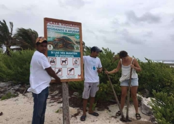 Sargazo merma anidación de tortugas en costas del sur de Q. Roo