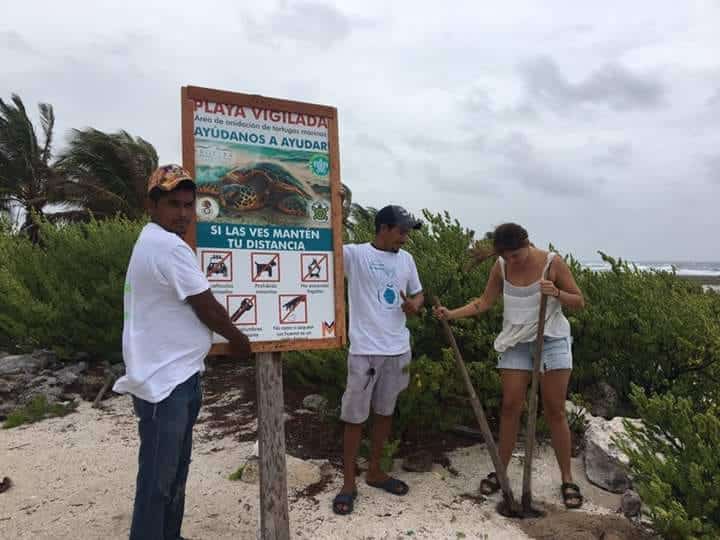 Sargazo merma anidación de tortugas en costas del sur de Q. Roo