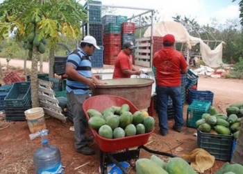 Por falta de recursos, en picada la producción de papaya en JMM