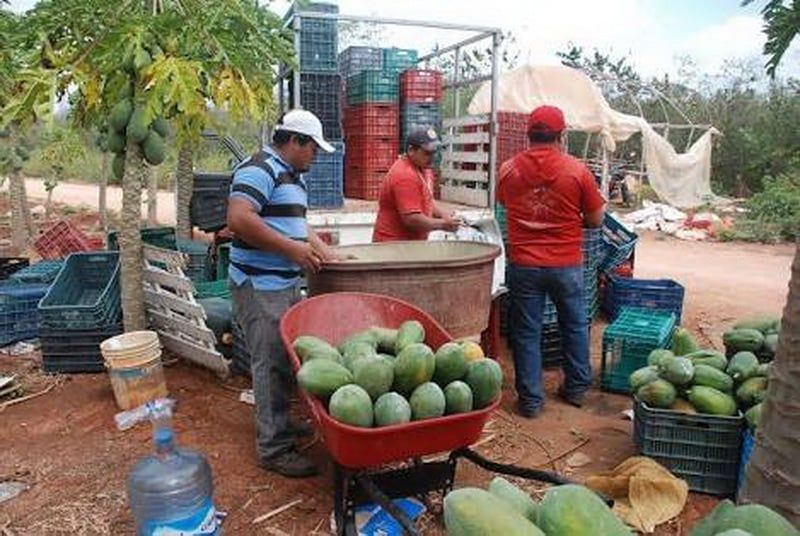 Por falta de recursos, en picada la producción de papaya en JMM