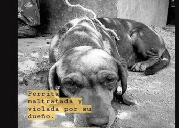 Difícil determinar violación a la perrita ‘Canela», dicen autoridades
