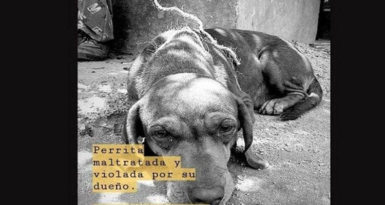 Difícil determinar violación a la perrita ‘Canela», dicen autoridades