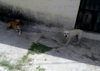 Caninos callejeros riesgo de salud pública