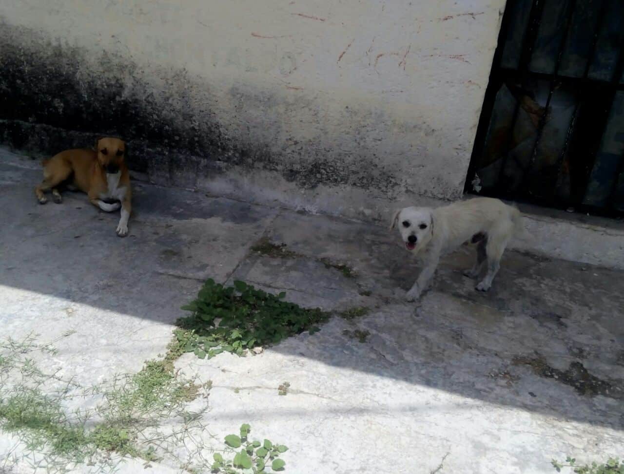 Caninos callejeros riesgo de salud pública