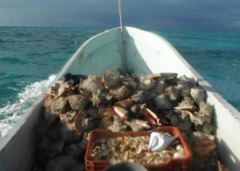 Pescadores furtivos operan en la Costa Maya