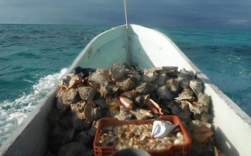 Pescadores furtivos operan en la Costa Maya