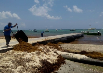 Vienen recursos para contener sargazo en playas de Solidaridad