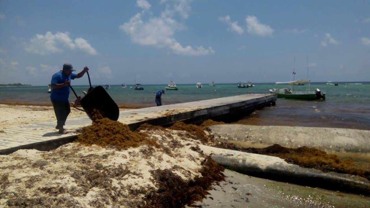 Vienen recursos para contener sargazo en playas de Solidaridad