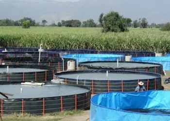 Productores de tilapia piden se flexibilicen los permisos para operar